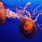 Atlantic sea nettle