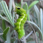 Common Looper Moth caterpillar
