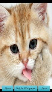 How to install Cat Licking Wallpaper lastet apk for android