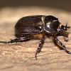 Fork-horned Rhino Beetle (Male)