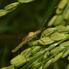 Paddy Bug