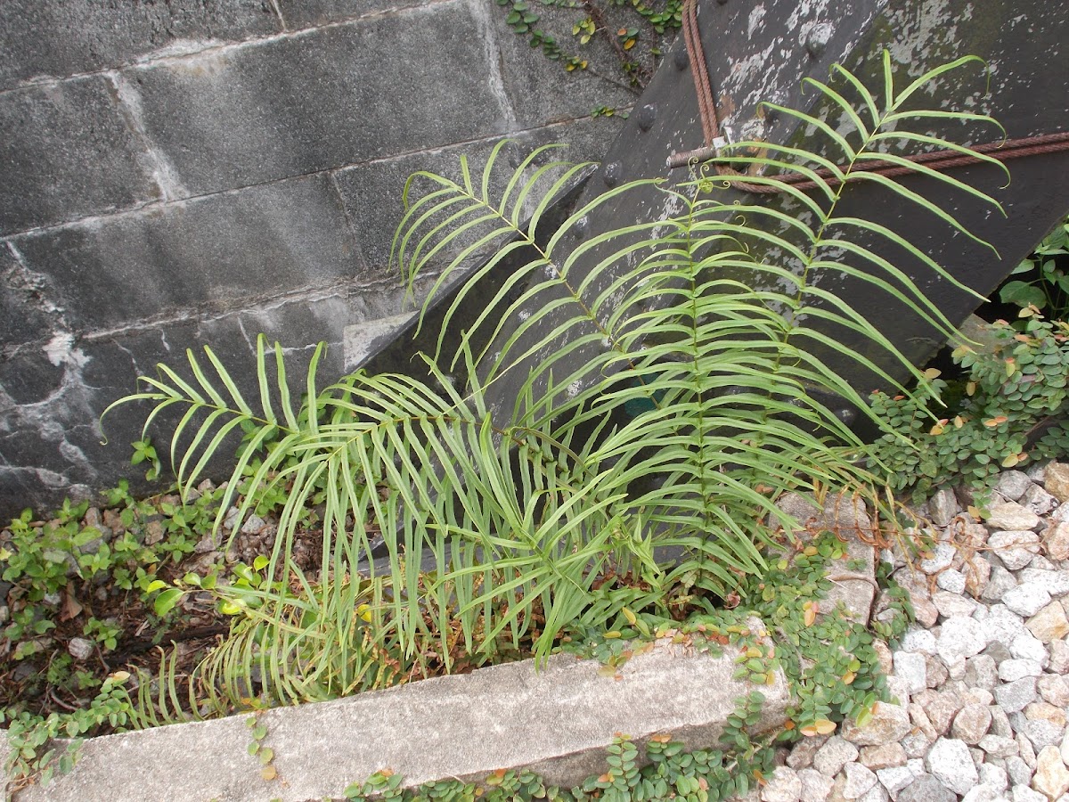 Brake Fern, Ladder Brake