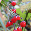 Bittersweet Nightshade (Berries)