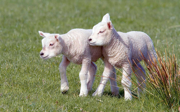 Lambs in Leidschendam, northeast of The Hague in the Netherlands.