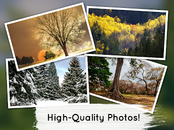 Venn Trees: Circle Jigsaw poster 7