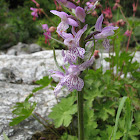 Crimean orchid