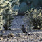 Curve-billed Thrasher