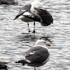 Lesser Black-backed Gull