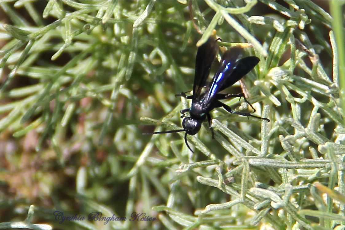 Blue-Black Spider Wasp