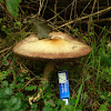 Blushing Wood Mushroom/Schubbige boschampignon