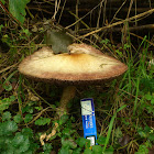Blushing Wood Mushroom/Schubbige boschampignon