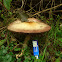 Blushing Wood Mushroom/Schubbige boschampignon