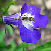 Syrphid Fly - female