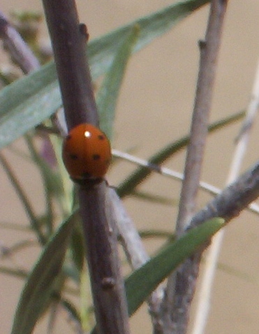 seven-spotted ladybug or "C-7"