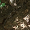 PLATEAU STRIPED WHIPTAIL