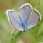 Reakirt's Blue Butterfly