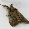 Variable tussock moth