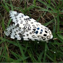 Giant Leopard Moth