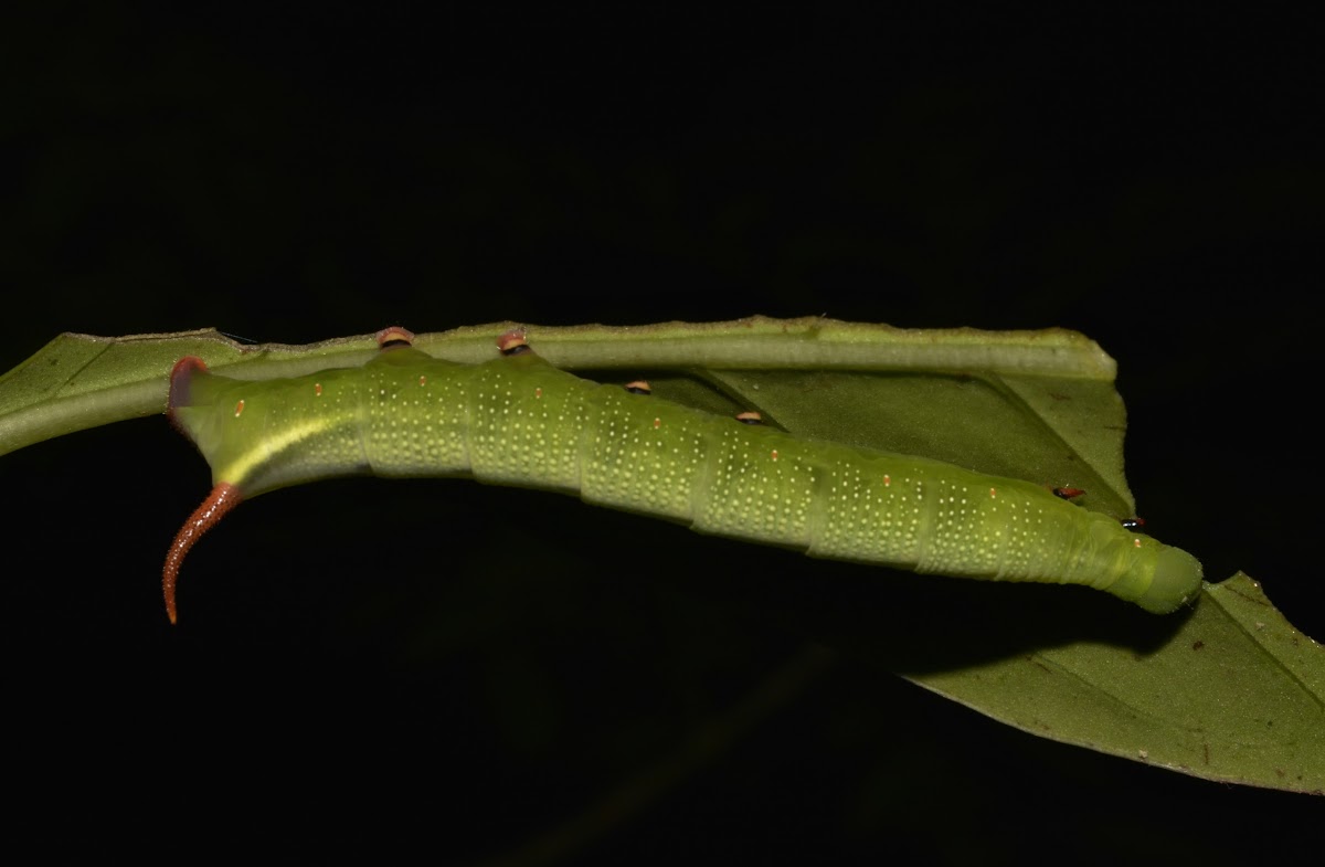 Hawksmoth Caterpillar