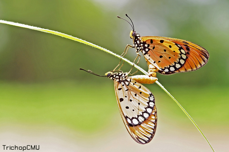 Tawny Coster