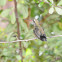 Broad-billed hummingbird (immature)
