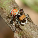 Peacock Jumping Spider - male