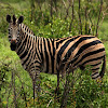 Burchell's zebra