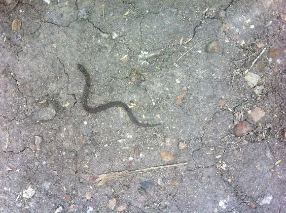 serpiente ratonera | Project Noah