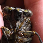 Razor Grinder Cicada