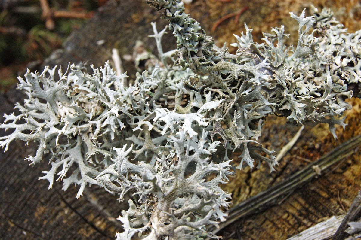 Tree Moss Project Noah