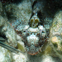 Scorpionfish (juvenile)