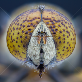 eristalinus sepulchralis by Cédric Nouvel - Animals Insects & Spiders