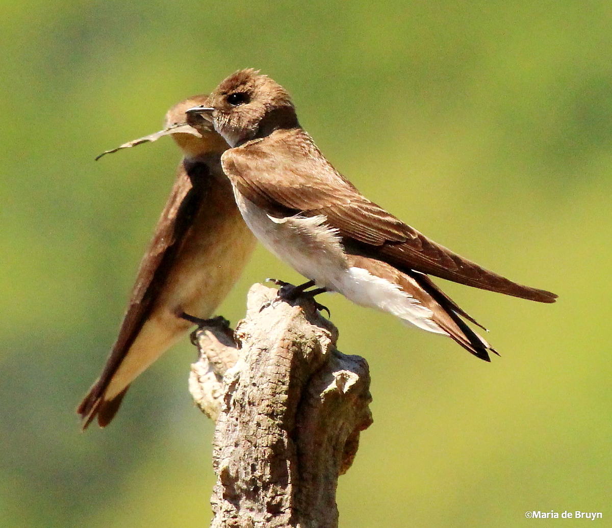 Northern rough-winged swallow