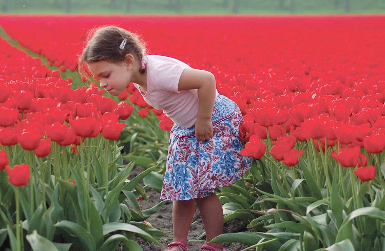 A little girl shines among the tulips in the Keukenhof flower garden near Lisse in the Netherlands.