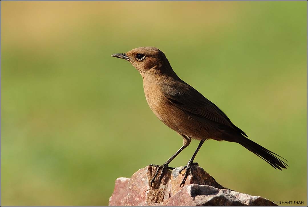 Brown Rock-chat