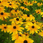 Black Eyed Susans