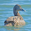 Common Eider (female, chicks and male)