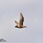 European Herring Gull (juvenile)