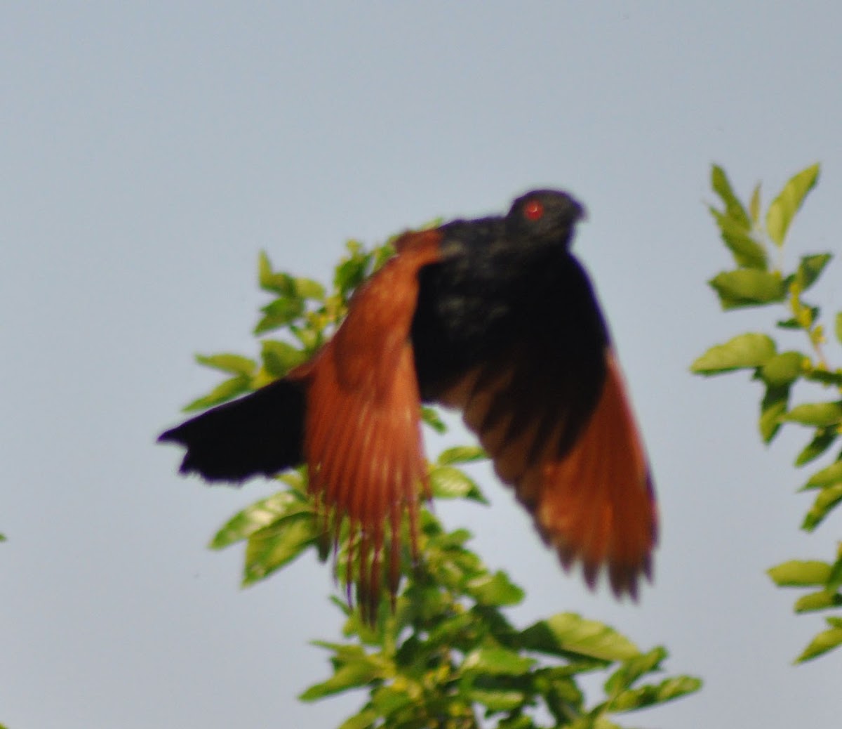 Greater Coucal / Crow Pheasant