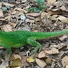 Spiny-tailed iguana,