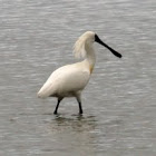 Royal Spoonbill