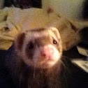 Ferret