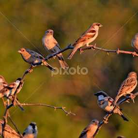 the house sparrow by Rakesh Sharma - Animals Birds
