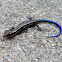 American Five-lined Skink