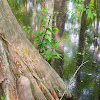  Bald Cypress, or Swamp Cypress
