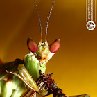 Jeweled Flower Mantis or Indian Flower Mantis