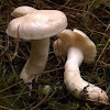 Tricholoma inamoenum