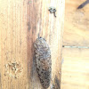 Leopard Slug (giant garden slug)