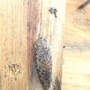 Leopard Slug (giant garden slug)