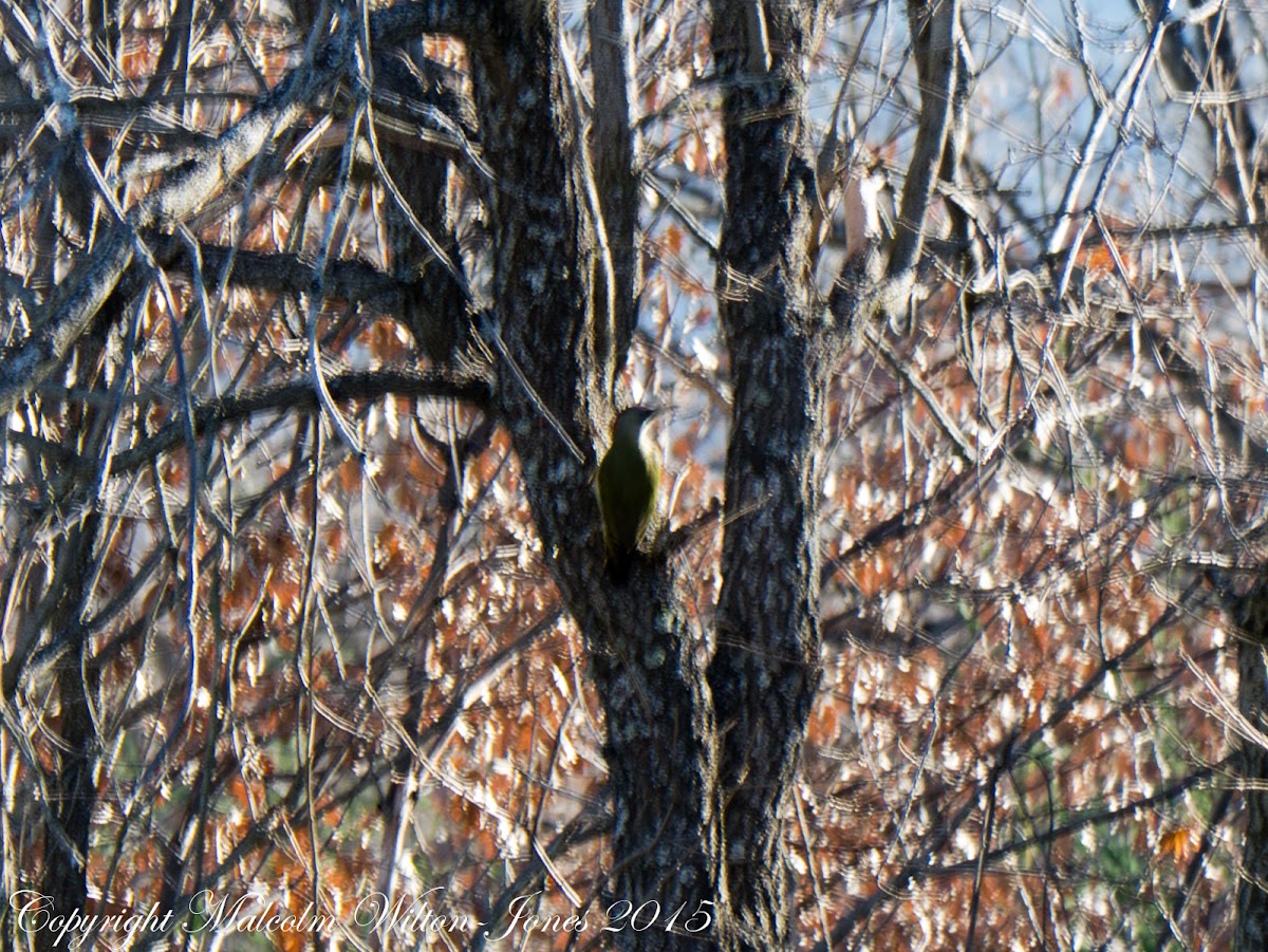 Green Woodpecker; Pito Real